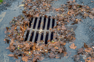 Storm Drain Leaves