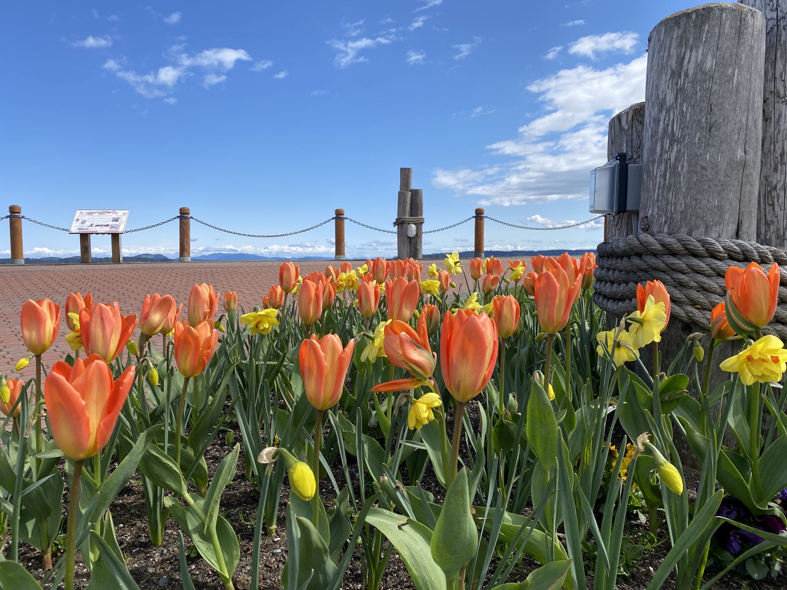  Waterfront Tulips in Seaport Park 