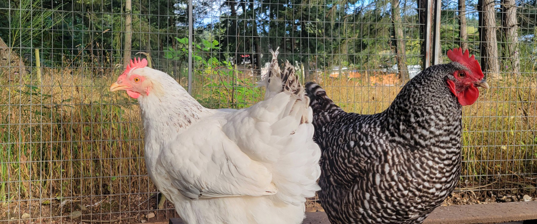 A white chicken and a black and white chicken stand back to back in front of a wire fence with trees and long grass in the background