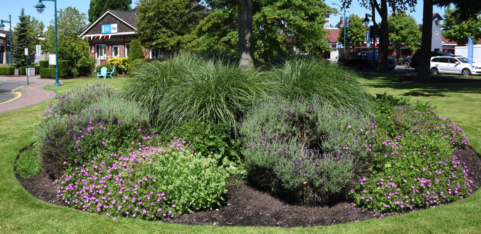 Image of purple flowers and grassy shrubs in a garden bed in Bevan Park, with the Sidney Visitor Centre in the background