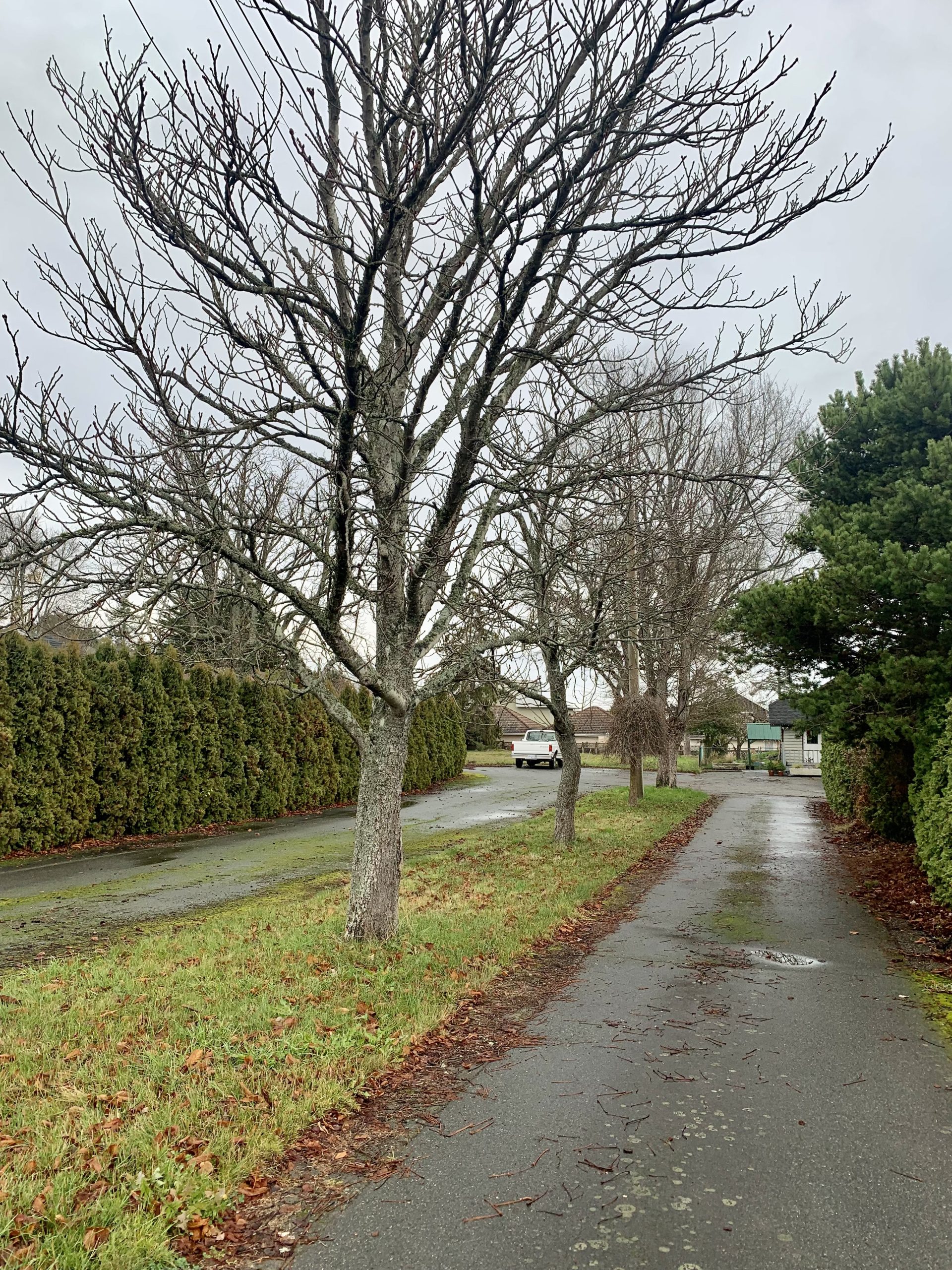 Future Park. Treed Entrance along driveway