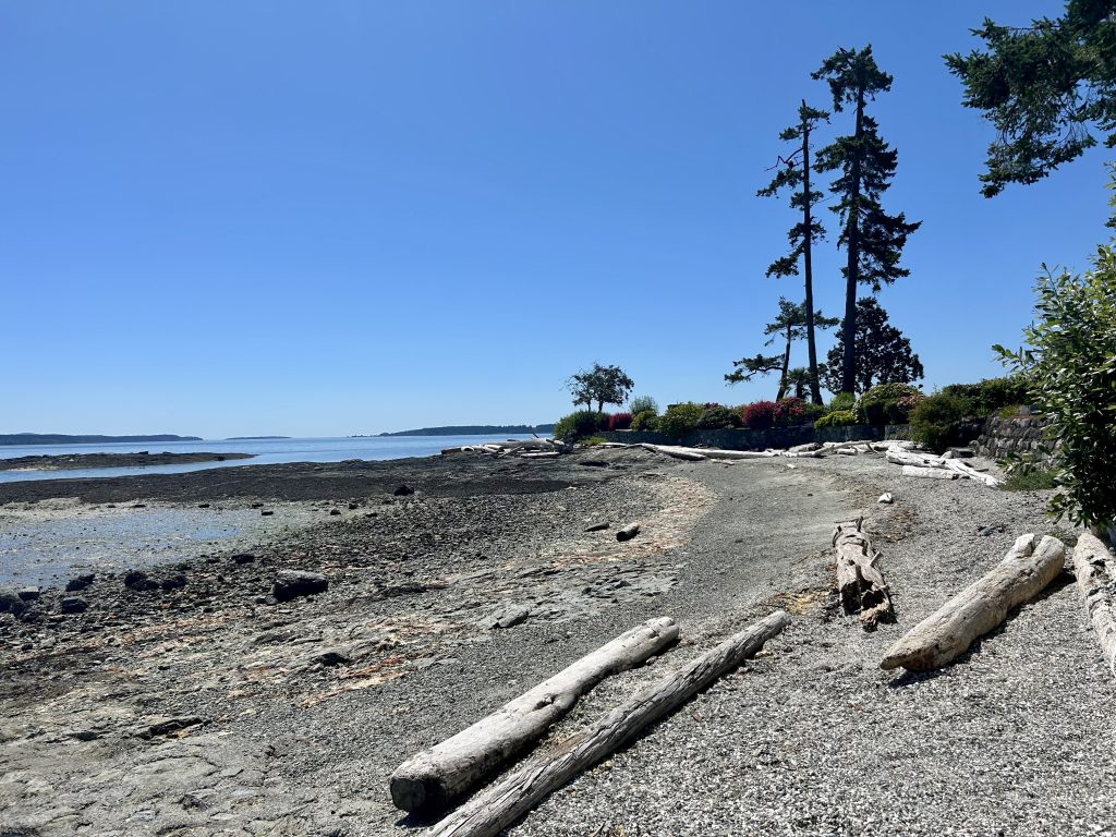Rocky beach with logs and cluster of mature trees