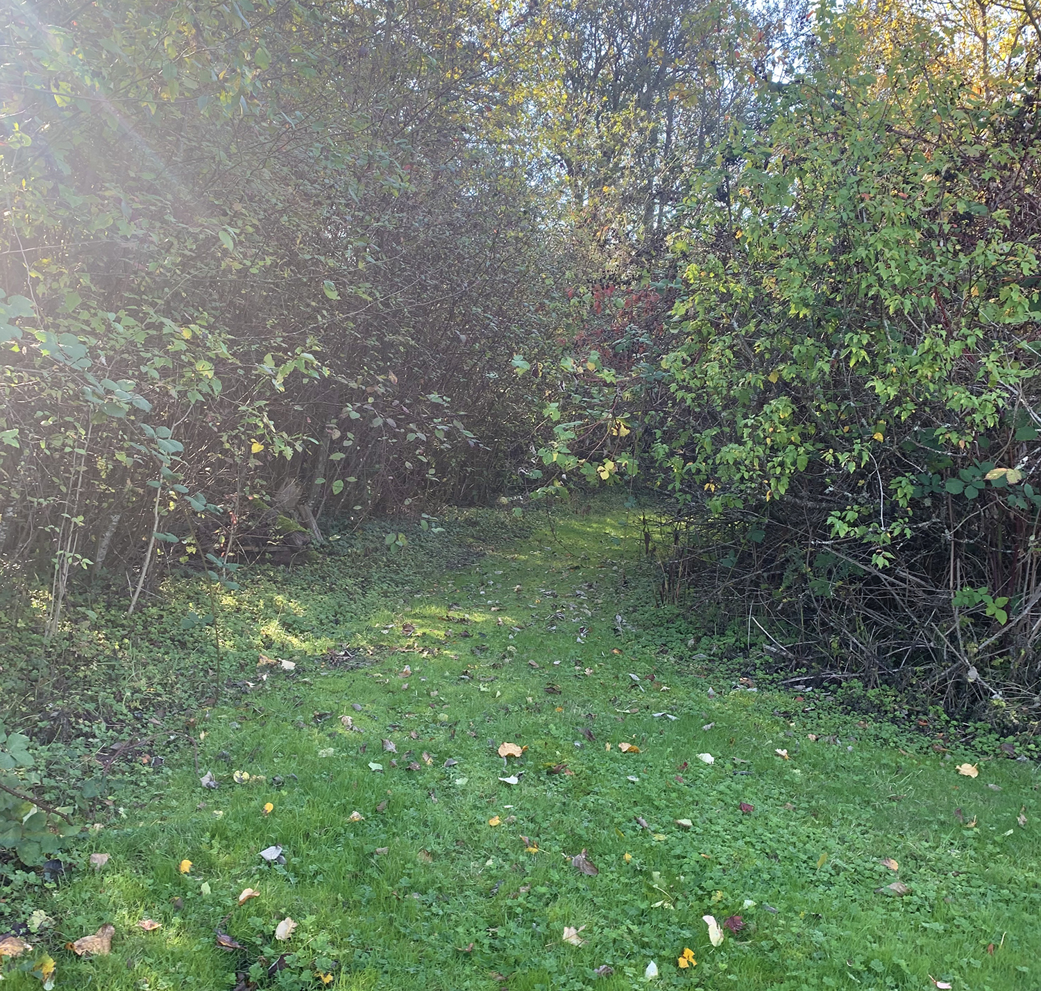 Image of a small grassy greenspace surrounded by trees