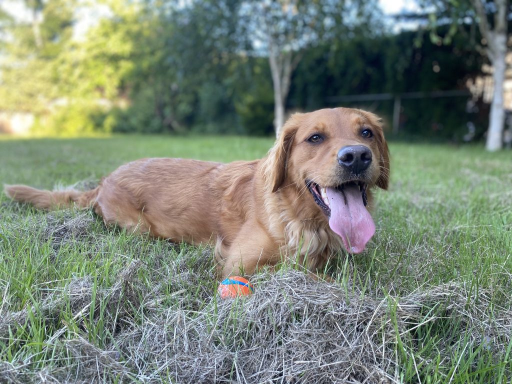 dog in grass with ball