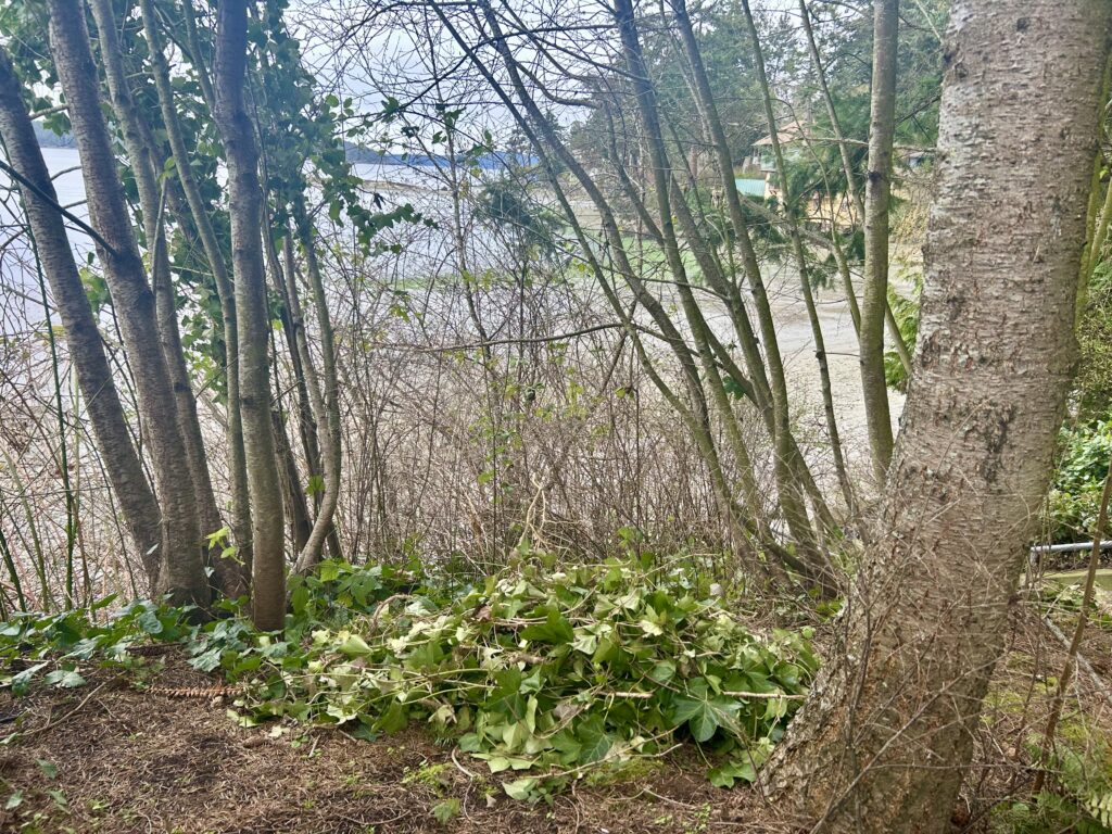 Ivy Third Street beach access