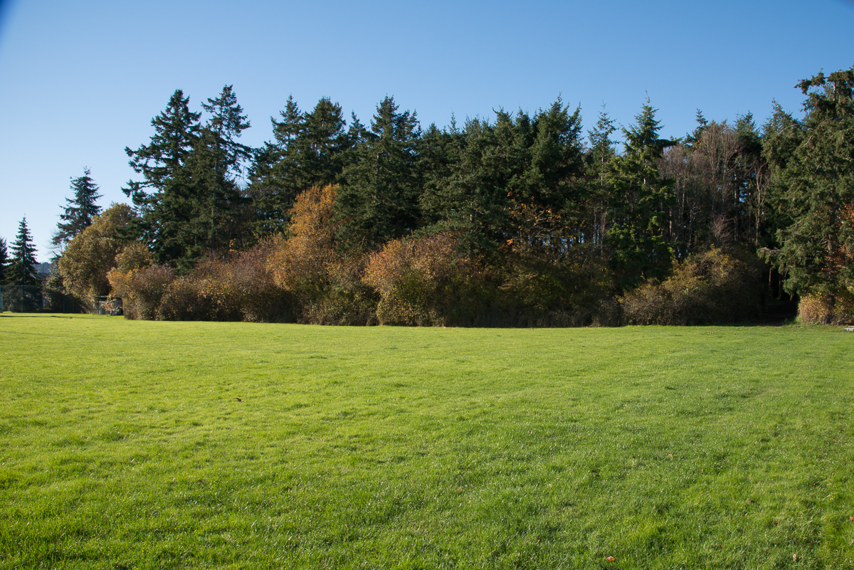 Image of a green grassy field with a forested area in the background