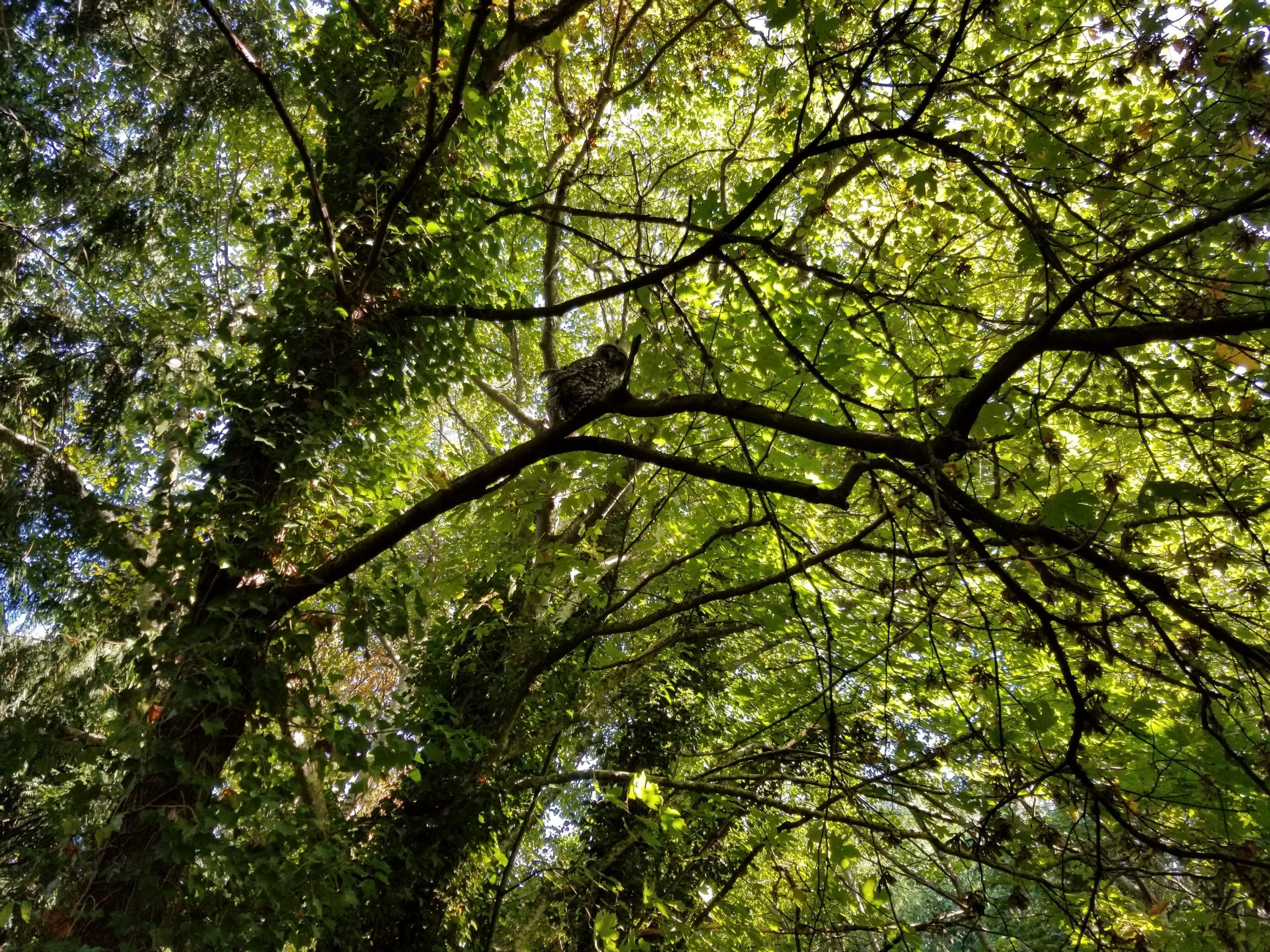  Reay Creak Park Owl 