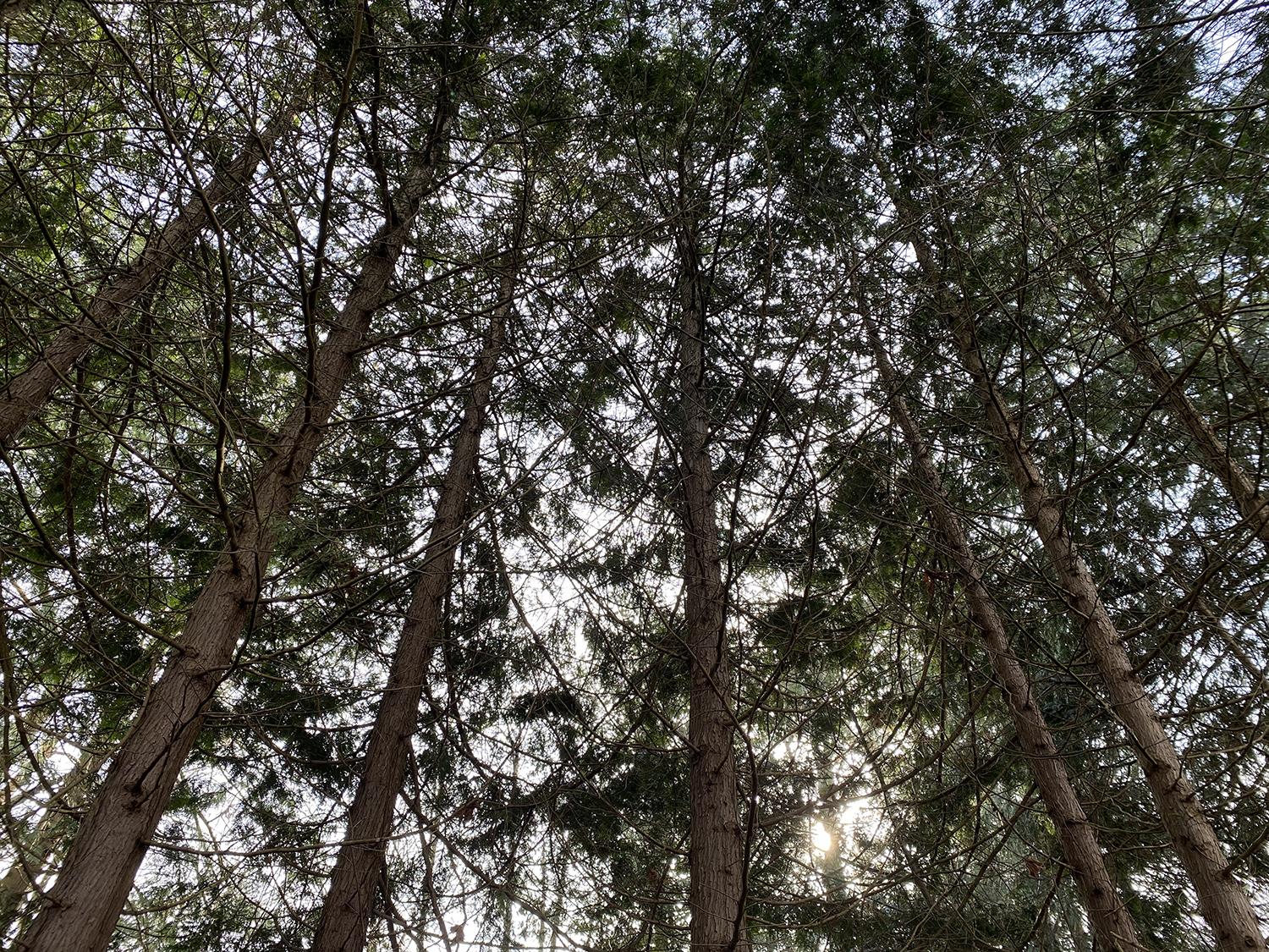 Image of 7 tall cedar trees in Reay Creek Park, with the sun shining through the tops of the trees