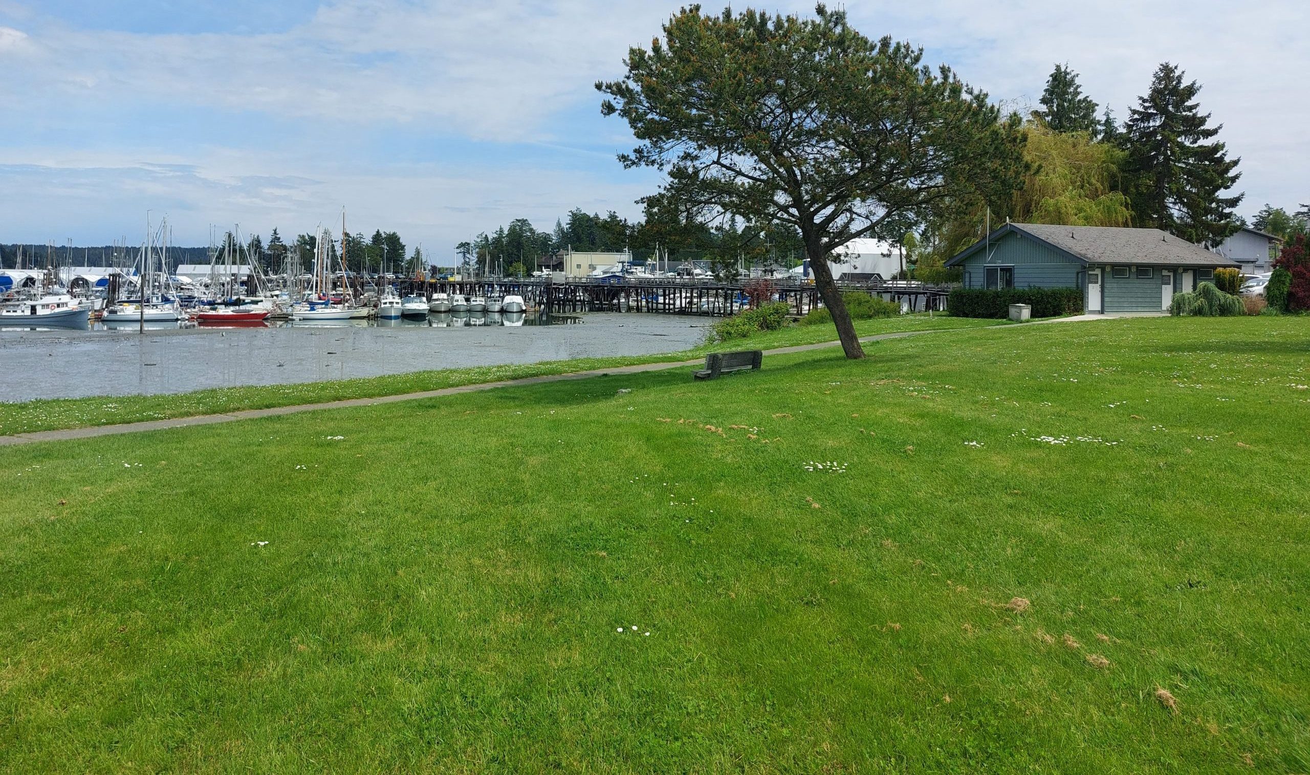 Resthaven Park. Tree on grass overlooking ocean and marina.