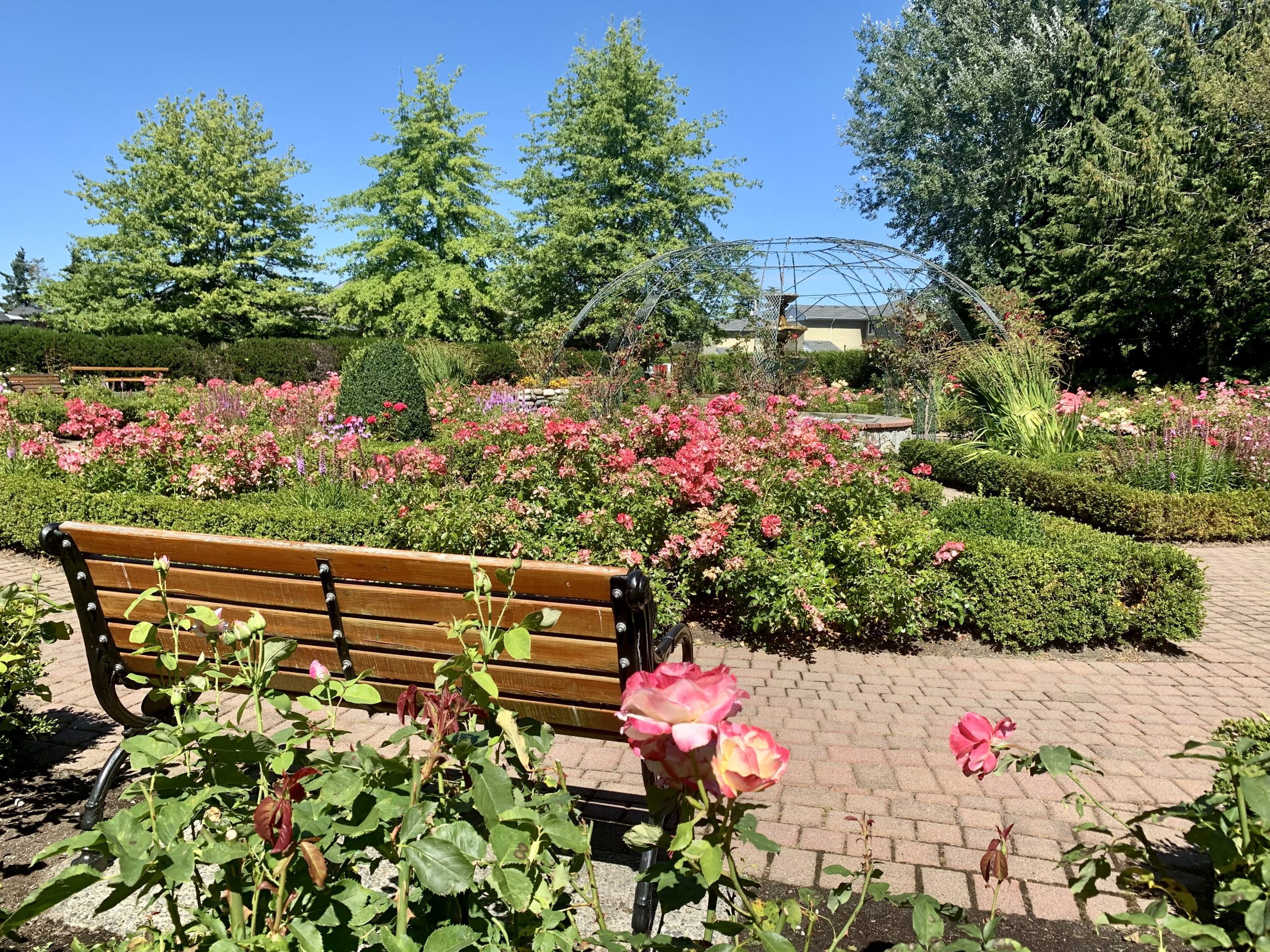  Rose Garden in bloom with bench 