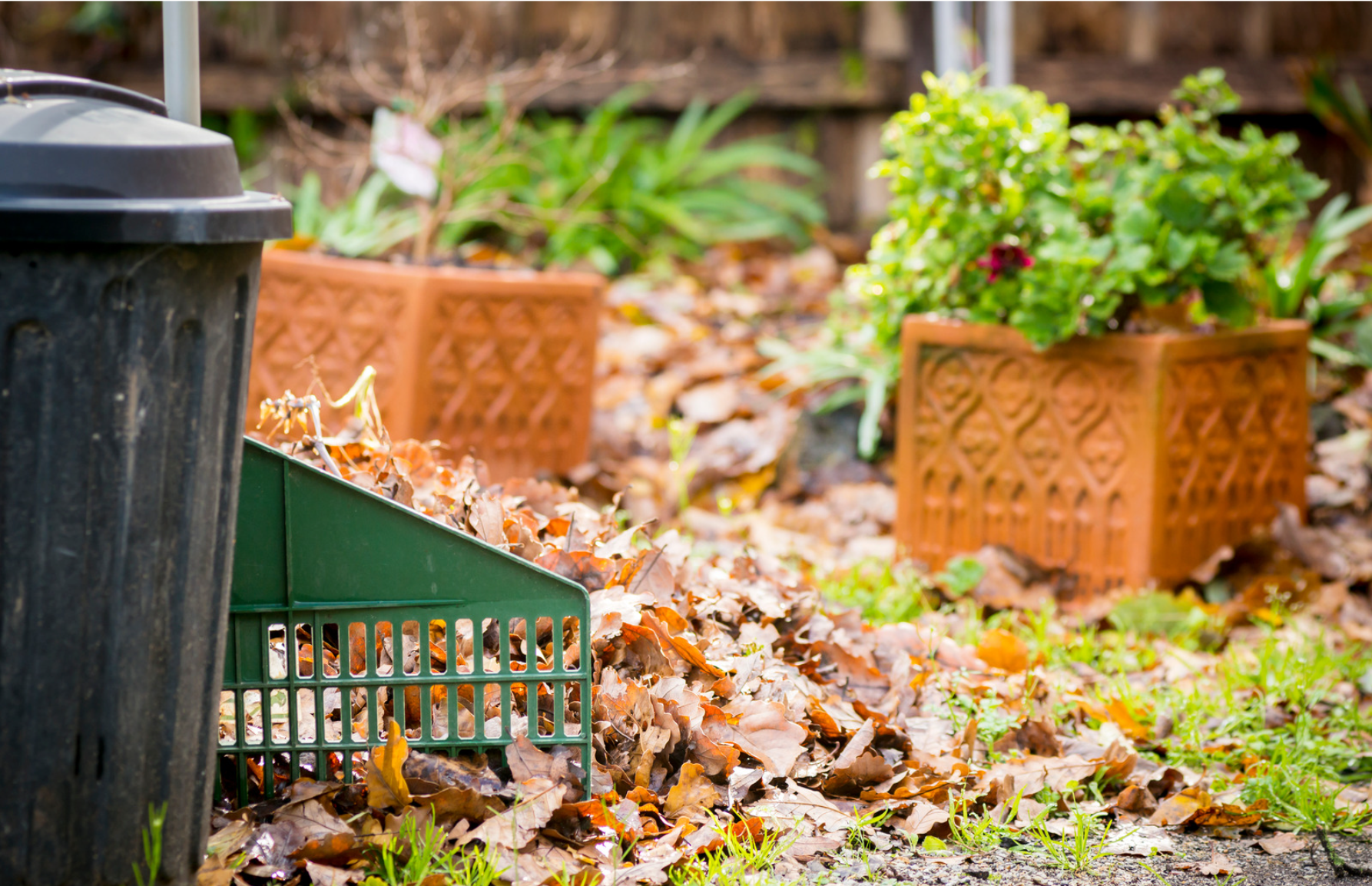  Stock photo of leaves