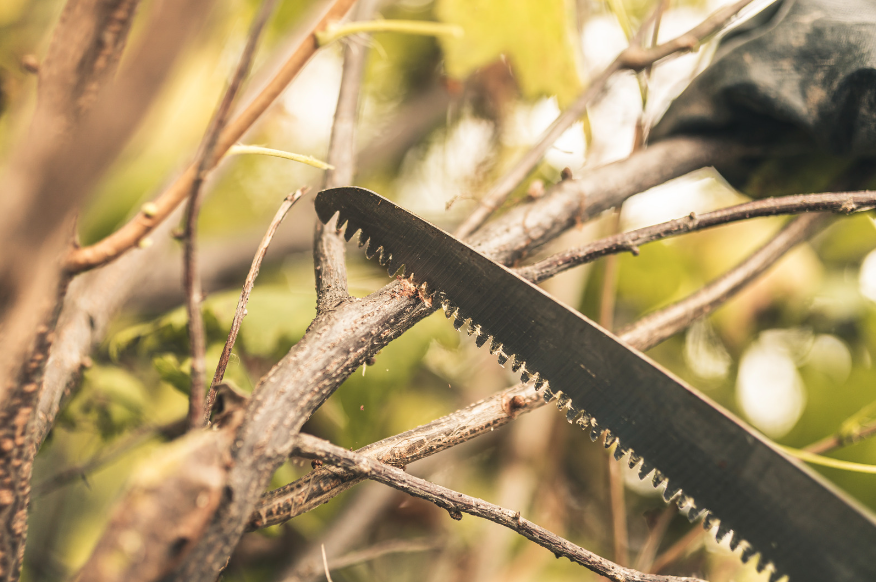 Image of a saw cutting a tree branch