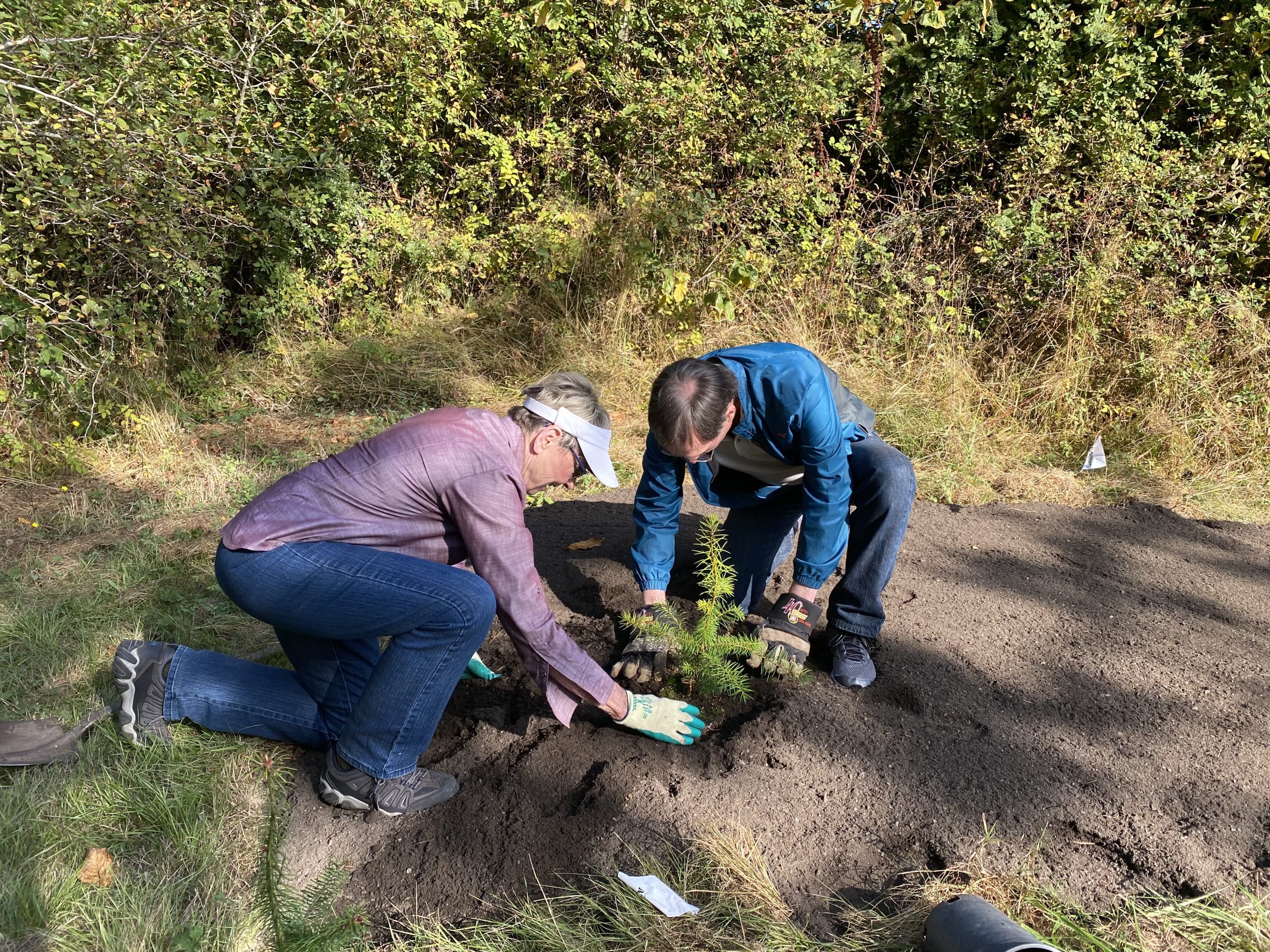 Two people planting a douglas fir seedling in rich brown soil