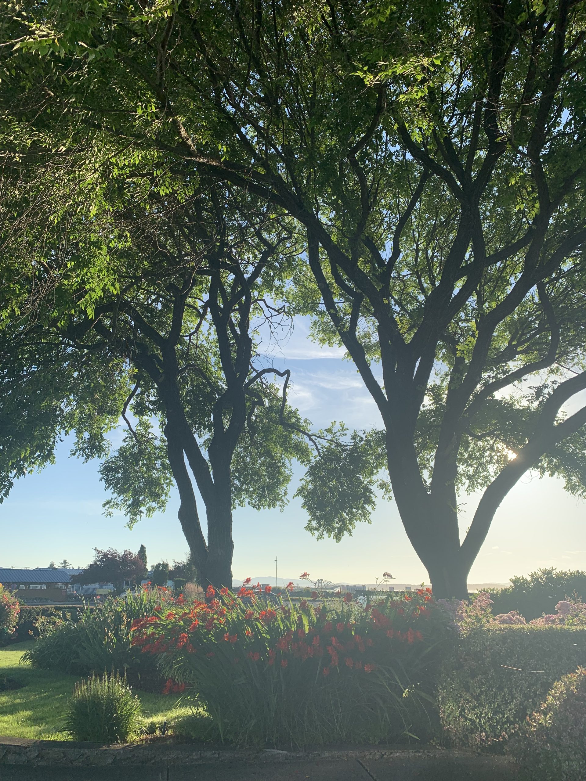 Two tall deciduous trees standing at the entrance to Tulista Park