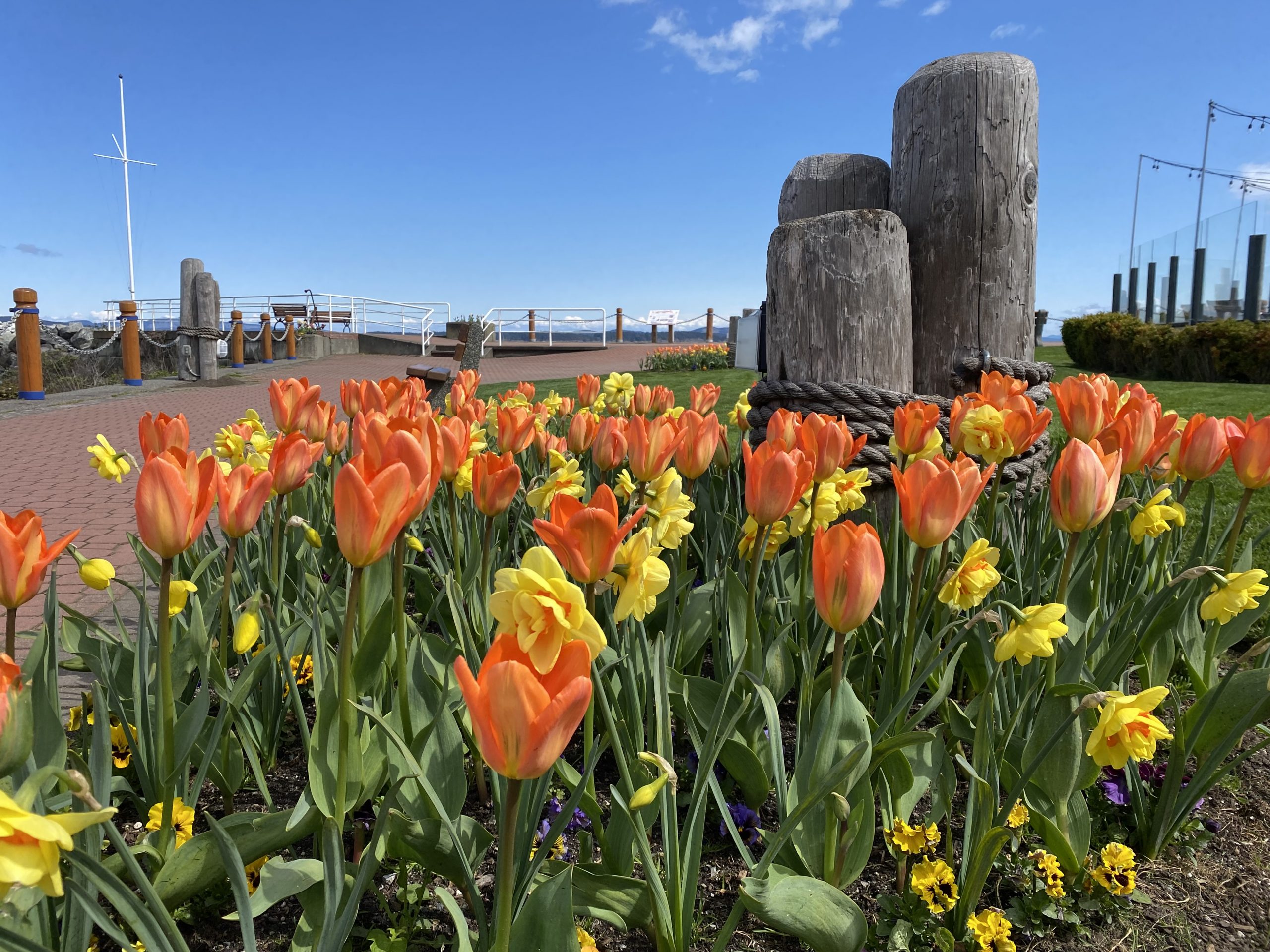  Tulips in Seaport Park 