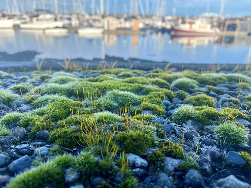 Moss grows on a pebbly surface, overlooking the marina. There are blurred boats in the background, lit by the fading sunlight. It is very calm and peaceful.