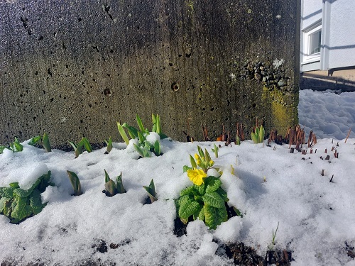 A yellow primula and other green buds peek out of a a snowy flower bed, facing towards the sun.