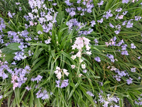 An overhead view of a cluster of purple and white bluebells.