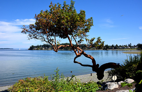 An arbutus tree reaches across the beach, ready to provide shade on a hot summer day.
