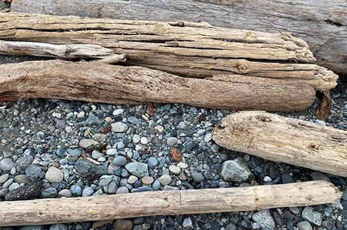 Driftwood logs on a rocky beach.
