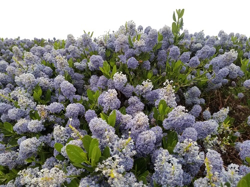 A honeybee is collecting pollen from a lush California Lilac. It might seem like a misnomer, "bumbling around," but there are bumblebees in there, too, they're just camera shy.