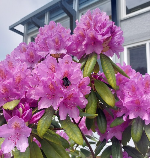 A bumblebee collects pollen from a purple flowering bush. Town Hall is in the background.