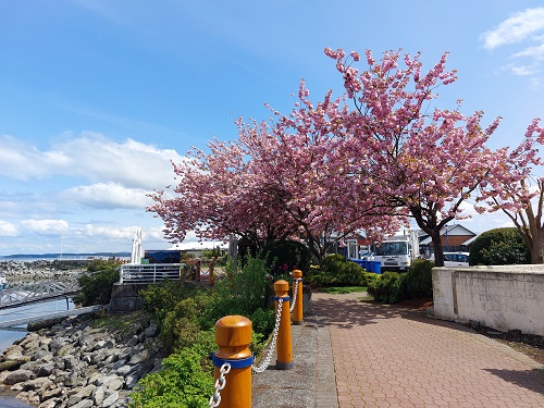 Bright pink flowering trees overhang the Waterfront Walkway near the Port Sidney Marina on a bright sunny day.