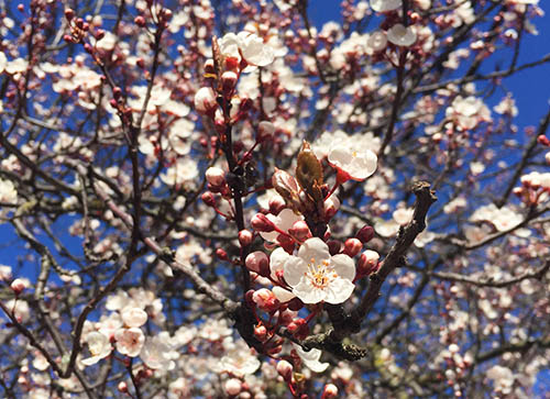 An up close and person look at some very cheer cherry blossoms.