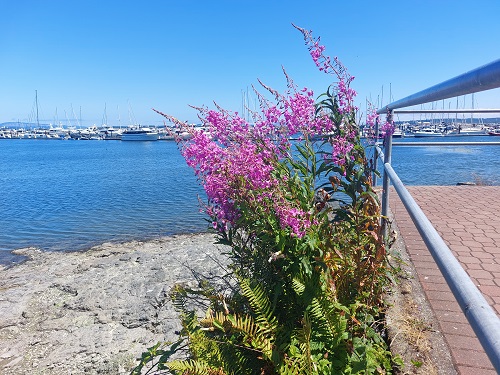 Fireweed grows alongside the Waterfront Walkway on a beautiful summer day.