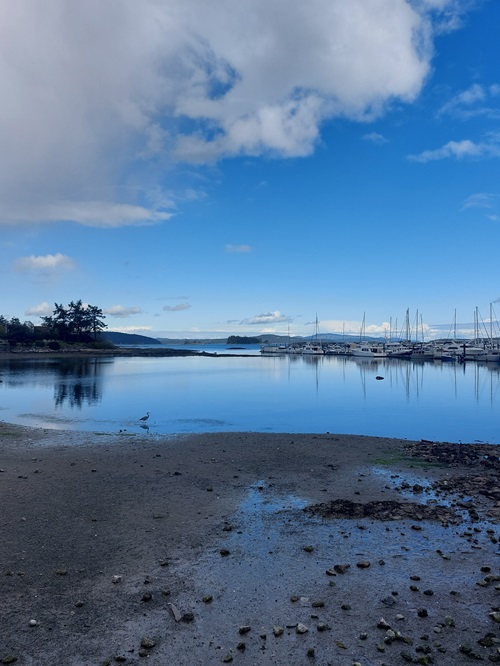 A heron wades in the water at low tide, with the Port Sidney Marina's in the background. The bright blue sky reflects off the water. It is very serene.