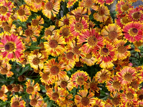 An overhead view of gaillardia flowers, also know as blanket flowers, with yellow, red and orange petals. They are bright and cheerful.