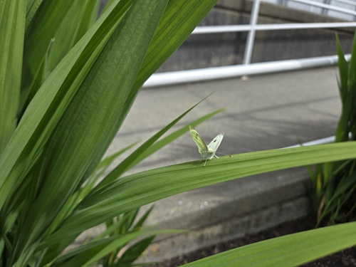 A green and white butterly sits on top of a long green leaf.