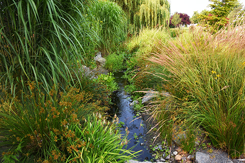 Lush green foliage frames part of the Iroquois duck pond. There are tall decorative grasses and a weeping willow.