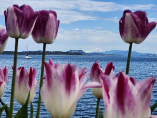 Purple and white tulips look larger than life as they present a blurry foreground to Mt. Baker and gulf islands in the background.