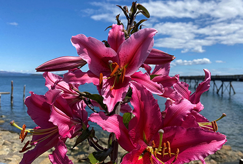 A bunch of bright pink lilies bask in the sunshine, with the Bevan Fishing Pier in the background.