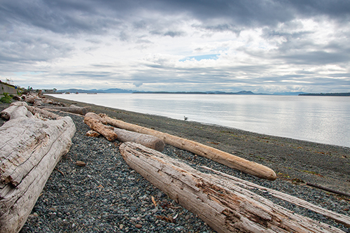 Driftwood logs on the pebbly beach beside calm water and below a moody looking sky. In the background, a sassy little seagull dips its toes in the water.