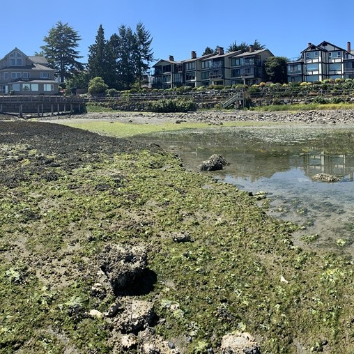 Web - Low tide