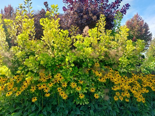 Flower and trees intermingle to look like a layered wall of plants, with red leaves at the top, green and yellow leaves below, darker green leaves, yellow flowers, and their green stems at the bottom.