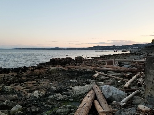 A rocky shore, with large driftwood and the occasional tide pool, overlooking the Salish Sea with tree-covered peninsula in the background.