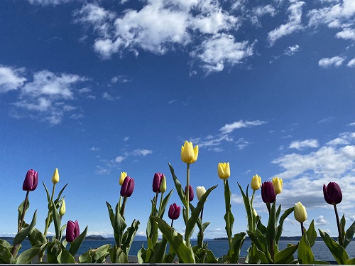 Magenta and yellow tulips seemingly reach for the bright blue sky and fluffy clouds, against a background of the Salish Sea, on a bright sunny day.