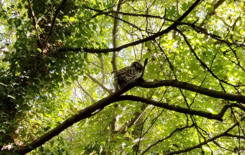 A barred owl looks over its shoulder, high among the branches of a leafy green tree.