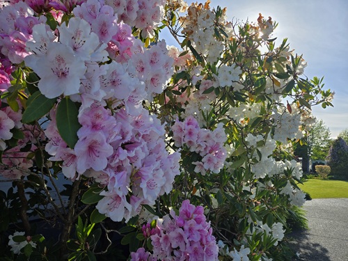 Shaded pink and white rhododendron bushes, with the sun almost peeking out behind them.