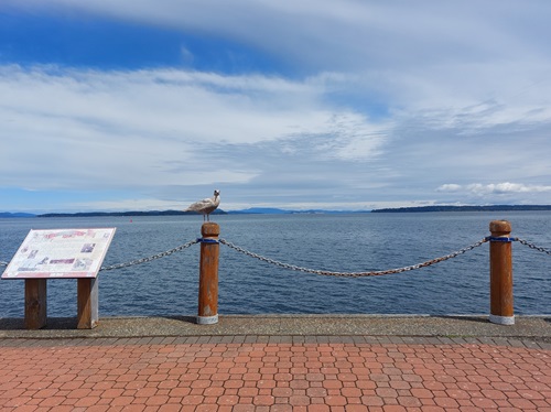 A seagull sits atop a wooden bollard on the waterfront walkway, staring directly into the camera.