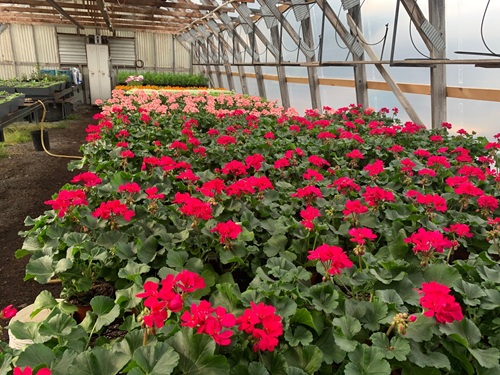 Plants with red and white flowers inside a long shade house. Other plants on tables are in the background.
