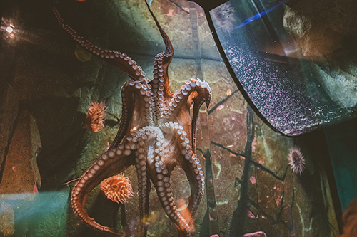 Image of an octopus with suction cups pressed against aquarium glass with two orange anemones in the background