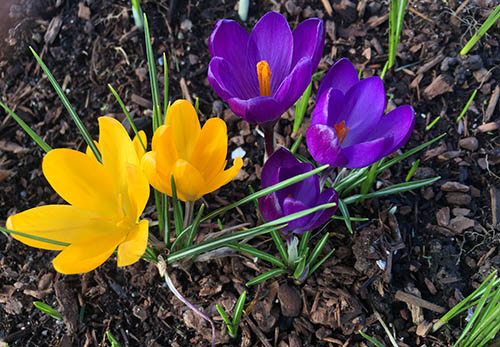 Yellow and purple crocuses grow among mulch and bright green blades of grass.