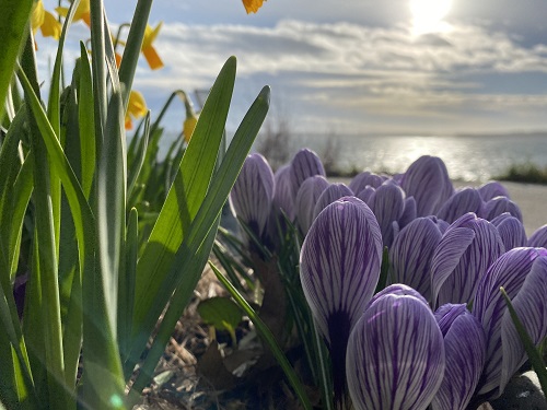 A close up of daffodils and crocuses, with a low sun reflecting off the water in the background.