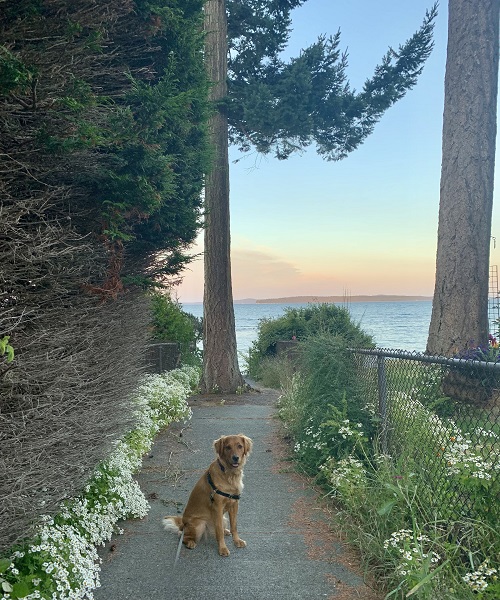 Sunny the golden retriever looks at the camera, while she sits on a flower and tree-lined gravel path, with a pink sunset in the background.