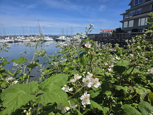 Flowering blackberry bushes along the waterfront walkway, with sailboats at the Sidney Marina in the background. There are, ironically, no pollinators present.