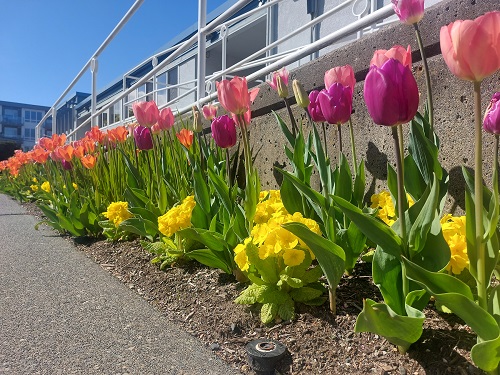 A flower bed of pink and purple tulips flanked by yellow primula.